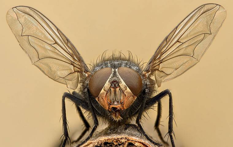 house fly up close