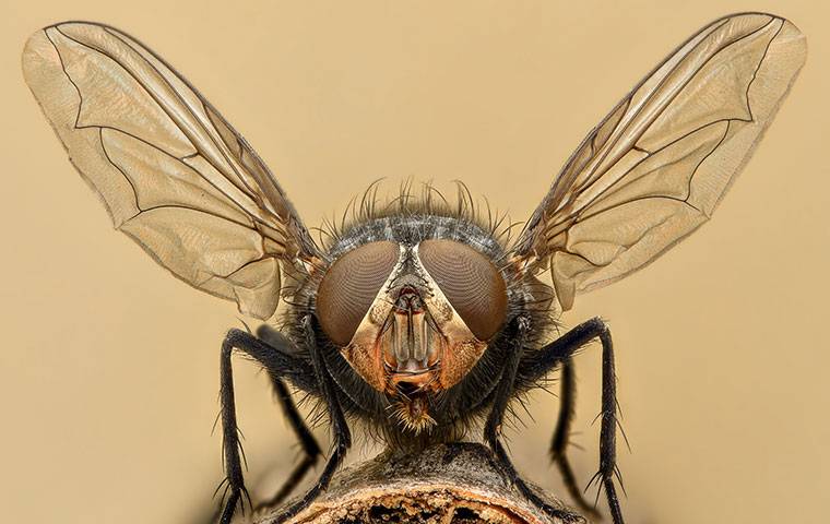 How to Get Rid of House Flies (Both Inside and Outside Your Home)