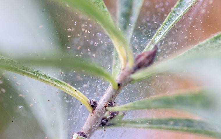 a plant covered in spider mite webs