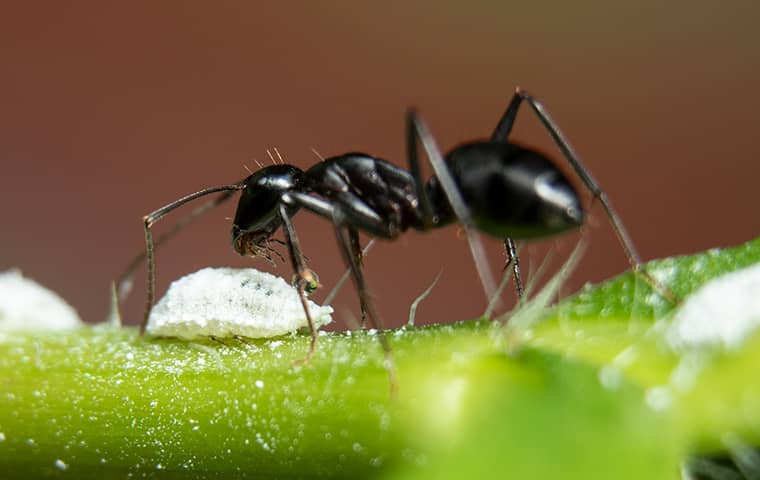 a black ant on a leaf