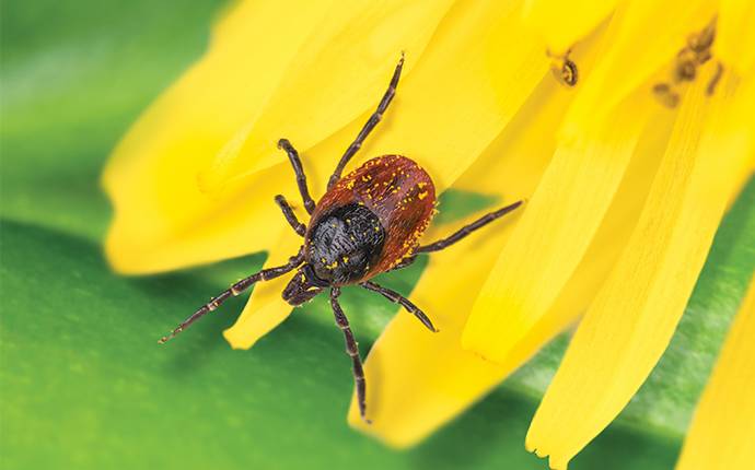 black legged tick on a yellow flower