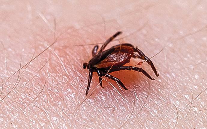 black legged tick stuck in arm