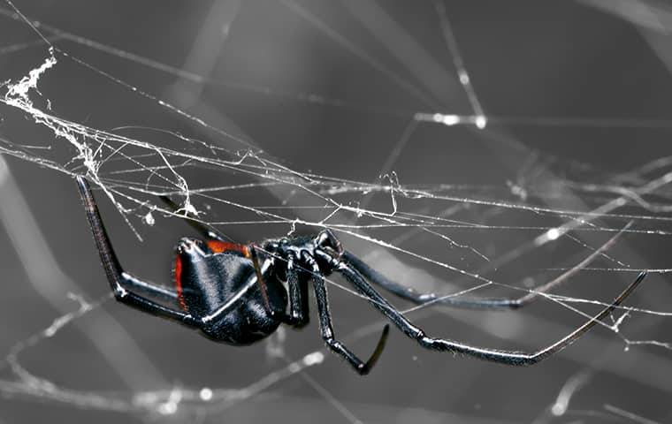 Black Widow Control, How to Get Rid of Spiders