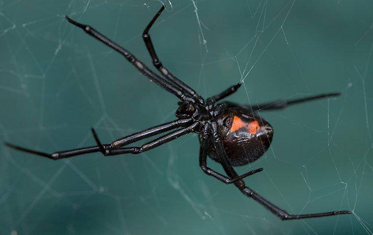 black widow on a web