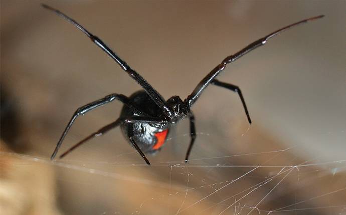 close up of black widow spider