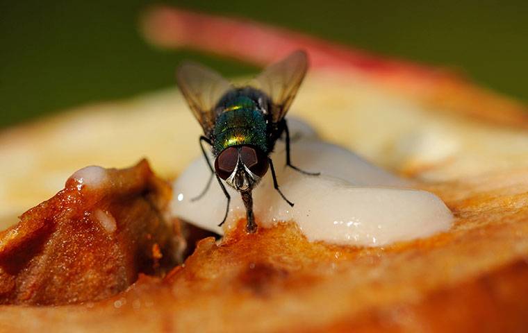 bottle fly on fruit close up