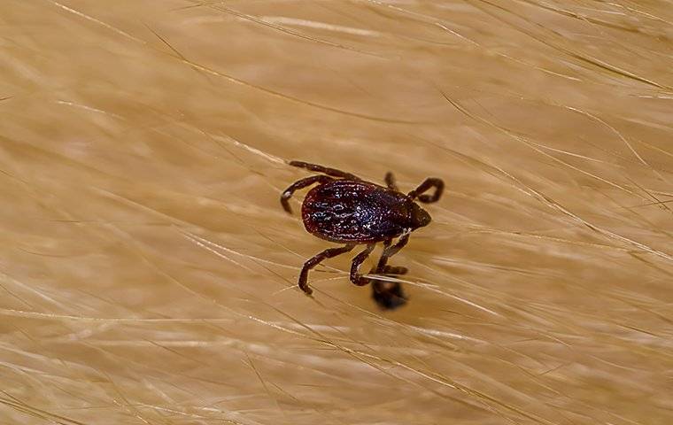 a brown dog tick crawling on a pet