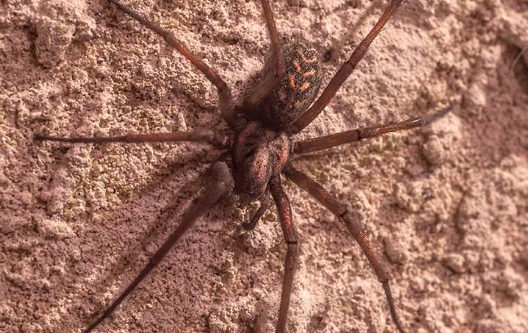 a brown recluse spider crawling on a wall