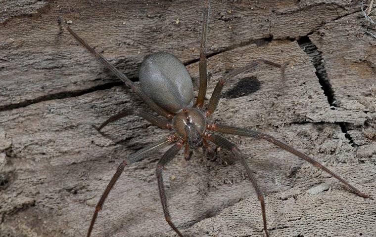 brown recluse spider outside home