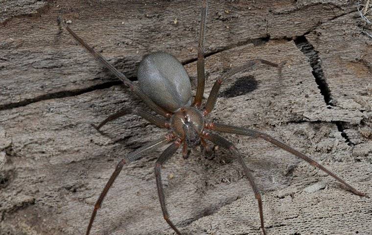 Characteristics of Spiders