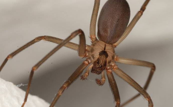 brown recluse spider hanging from web