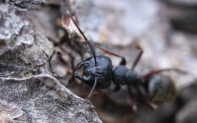 carpenter ant crawling and chewing on wood