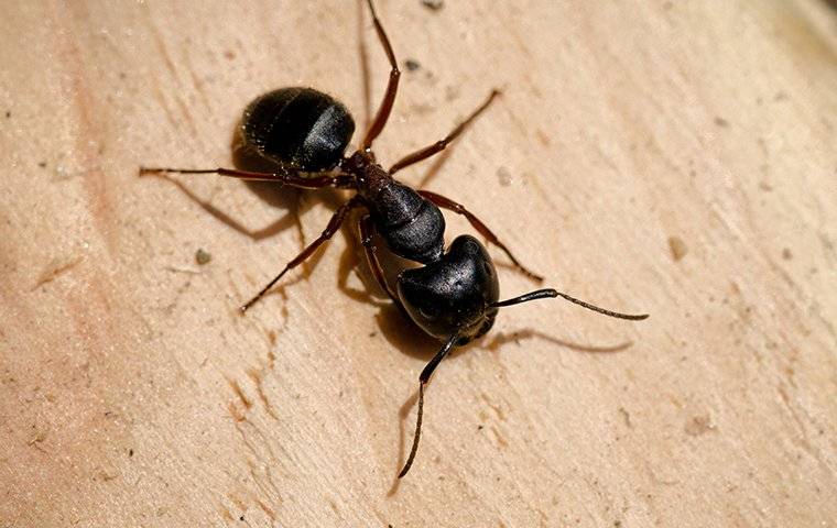 carpenter ant on wooden board