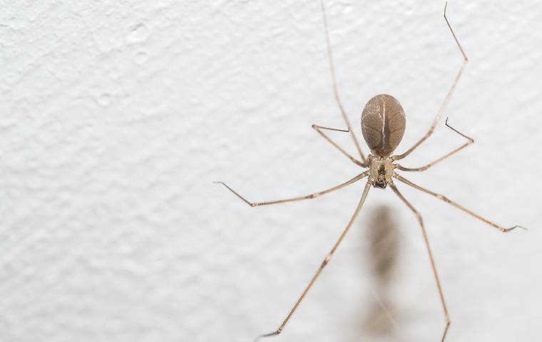 a spider crawling on a wall