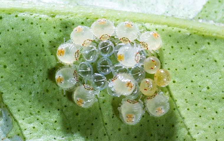 mites on a plant