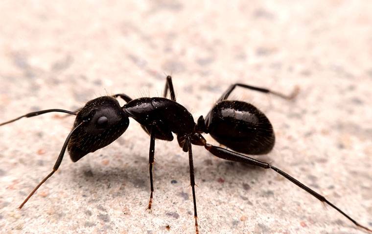 up close image of a little black ant crawling in a home