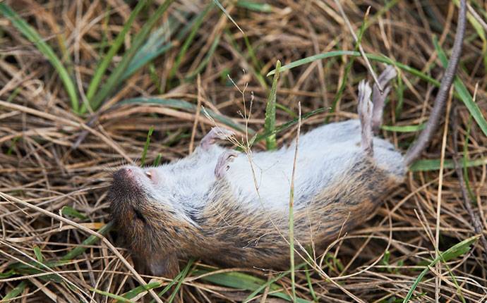 dead vole in grass