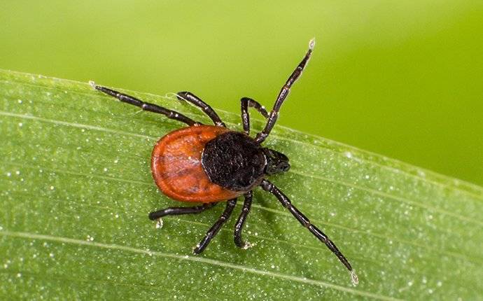 deer tick on a leaf