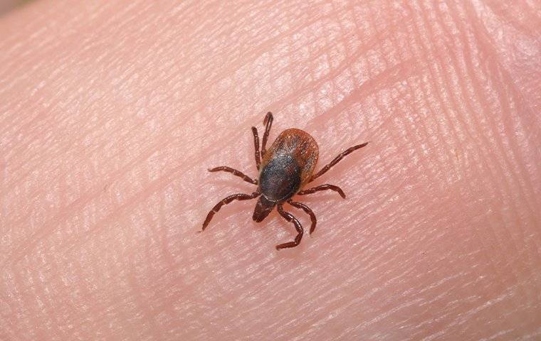 a tick crawling on human skin