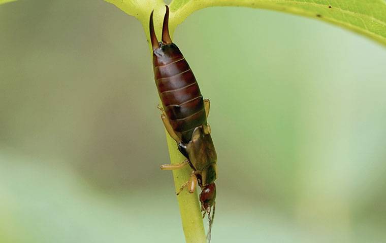 The Full Truth About Earwigs Crawling In Ears