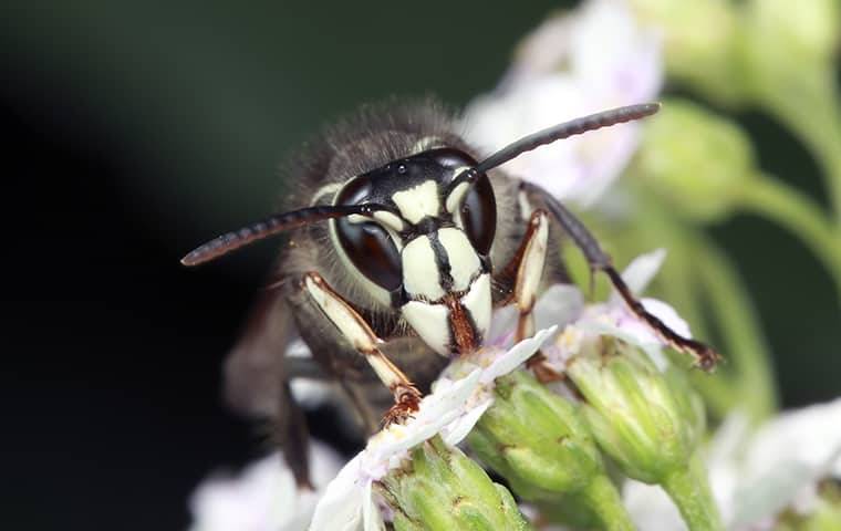 bald faced hornet on plant