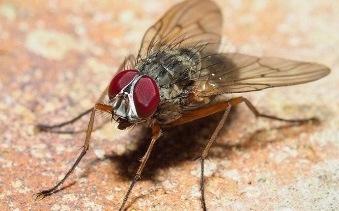 Have an infestation of these in the garage. Looks like a hybrid between house  fly and fruit fly. It hovers in the air like hummingbird but when I get  close or try