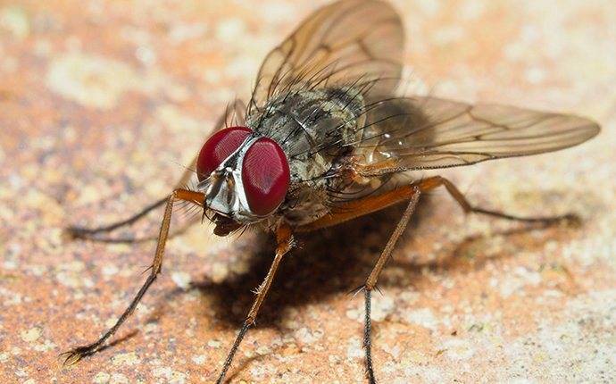 a house fly on a countertop