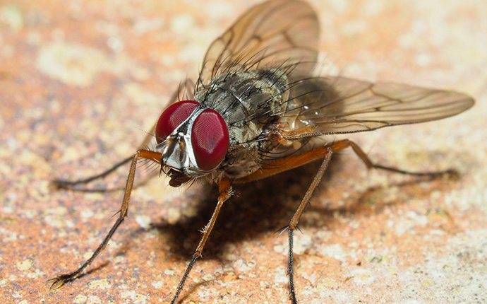 a house fly inside of a home