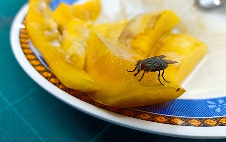 house fly crawling on food