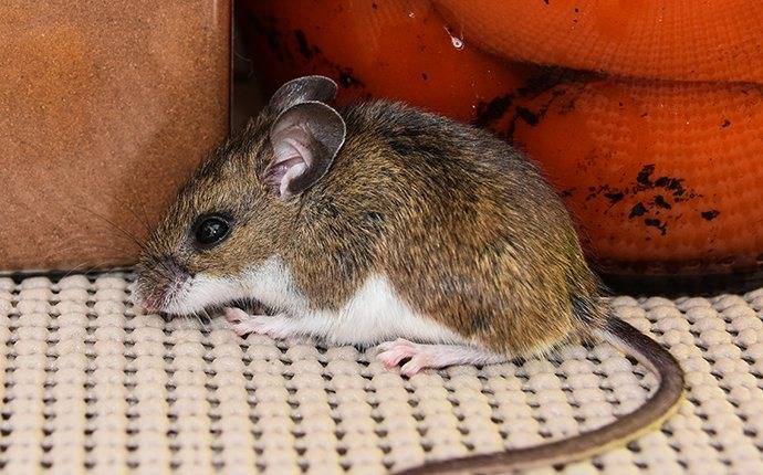a house mouse in a cupboard