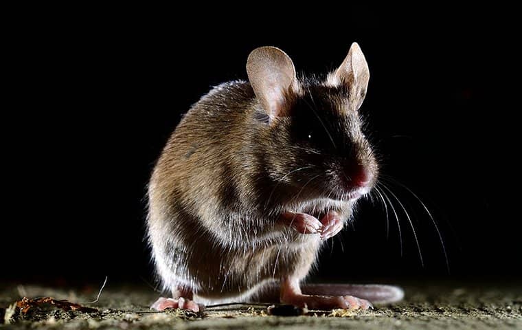 a house mouse in a home at night