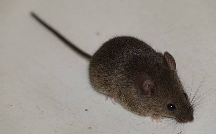 house mouse black