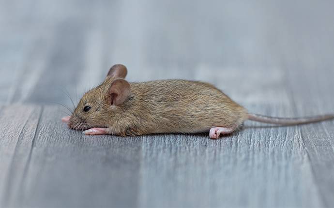a house mouse crawling on the floor of a home