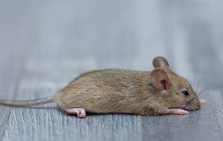 house mouse lying on floor