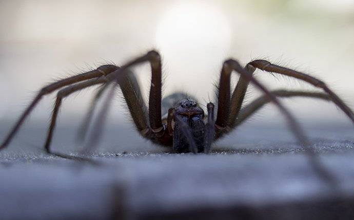 house spider