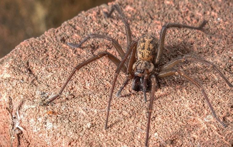 spider on rock