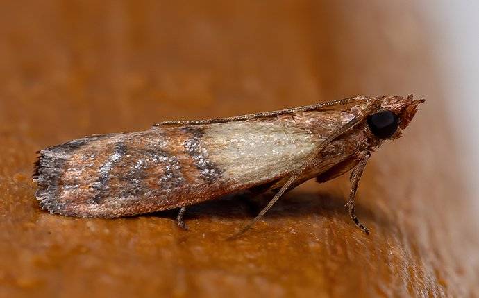 Pantry Moths, How To Get Rid Of Pantry Moths