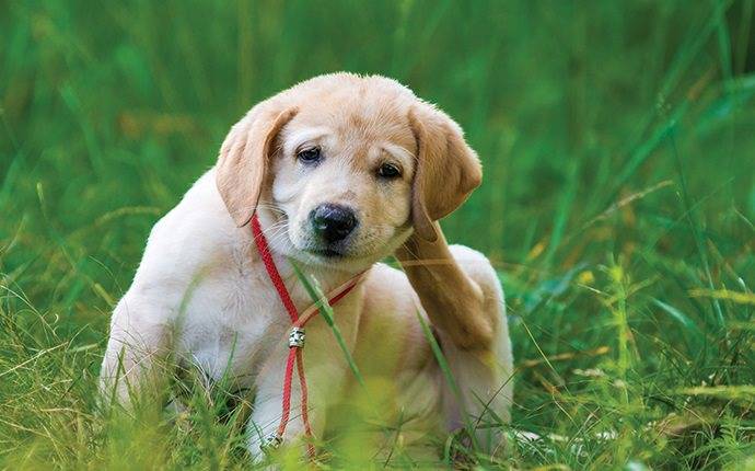 a jerome pet puppy scratching at his fleas and ticks