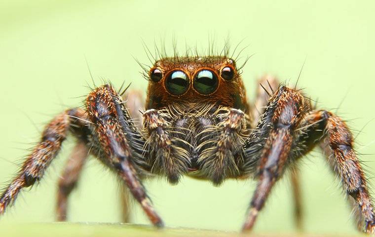 up close image of a jumping spider crawling in a home