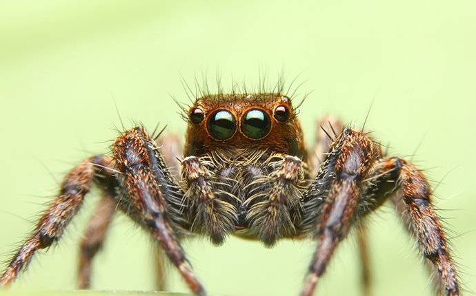 an up close image of a jumping spider