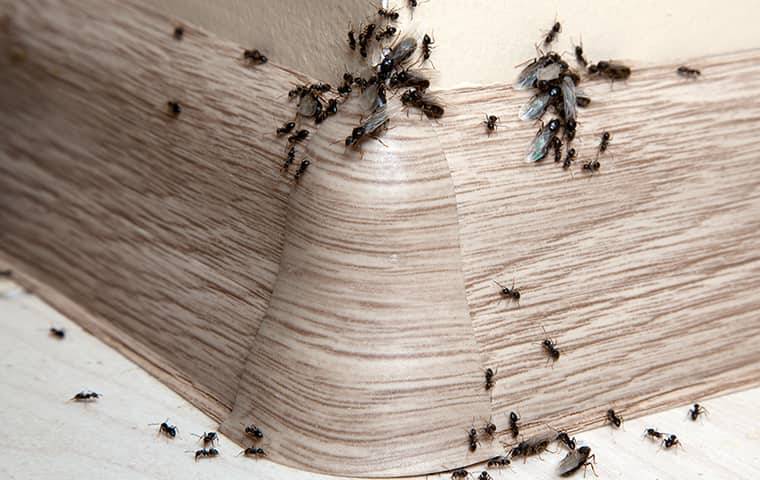 an ant infestation in a home