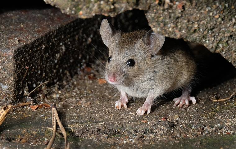 house mouse hiding