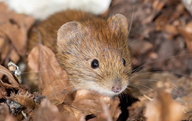 vole in leaves