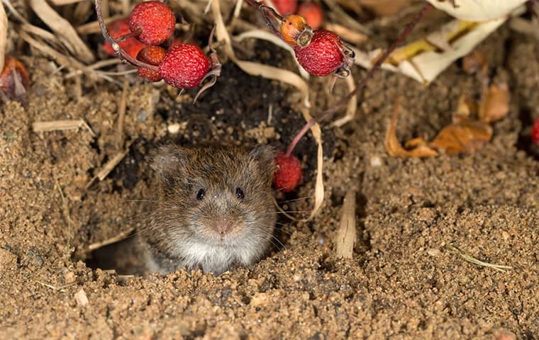 Blog - Voles In Your Boise Yard And How To Deal With It