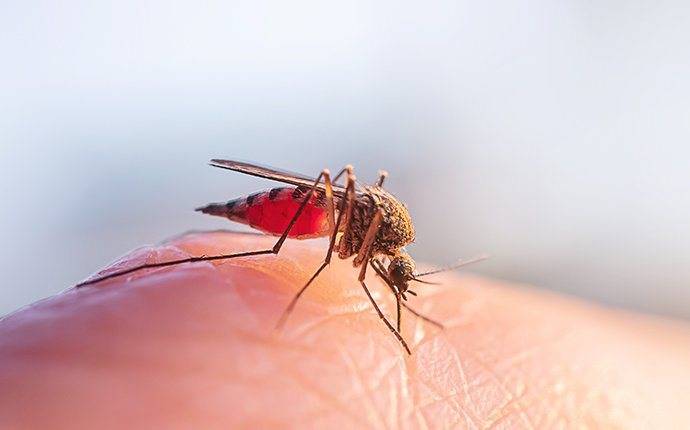 a mosquito biting a jerome residents skin