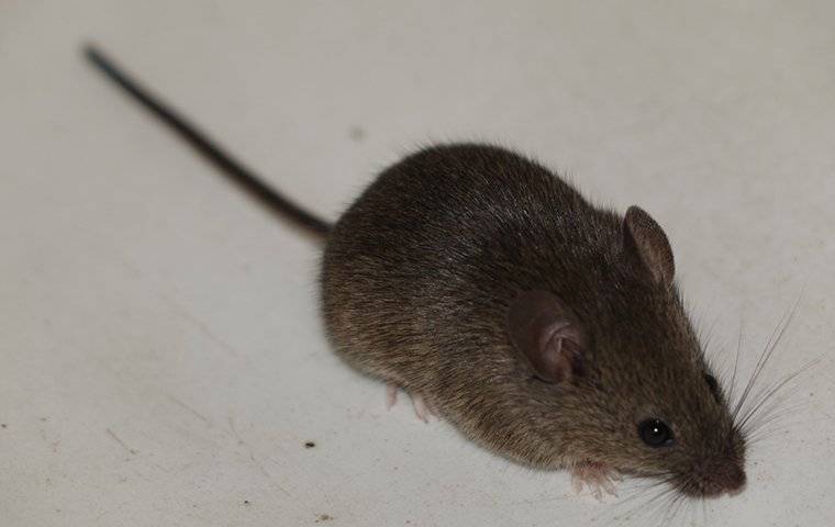 a  mouse crawling inside a home