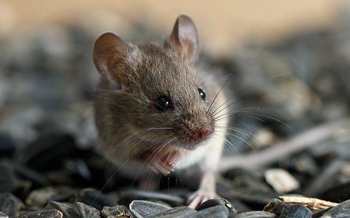 a mouse infesttaion on a jerome property