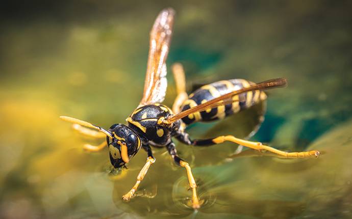 a paper wasp floating on water