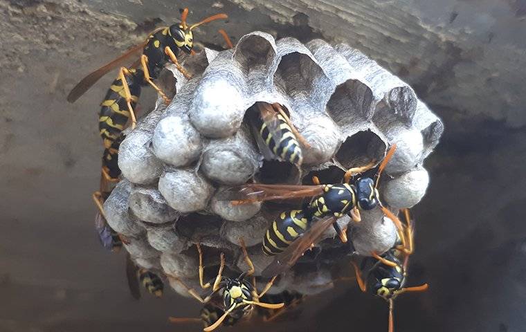 wasps crawling on a nest