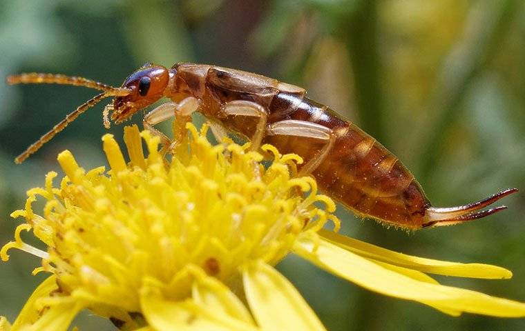 earwig on flower